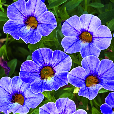 mini-petunia (Calibrachoa-cultivars-Calita®-Special-Sky-Blue)
